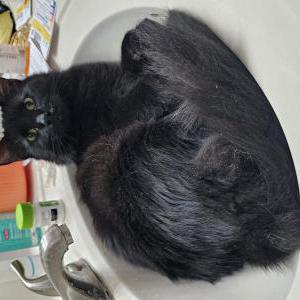 Lost Cat Cupid