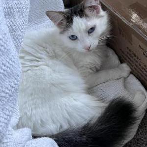 Lost Cat Ellie