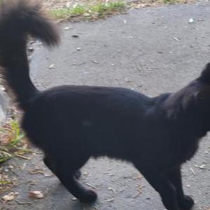 Lost Cat OC