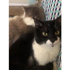 Lost Cat Milo