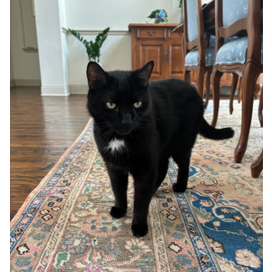 Lost Cat Whisker