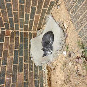 Image of Spike, Lost Cat
