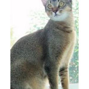 Image of Sheba, Lost Cat