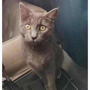 Found Cat Unknown