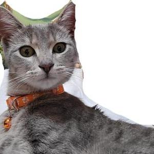 Found Cat unknown
