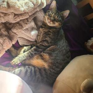 Lost Cat Tabby
