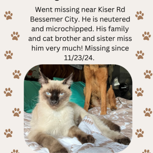 Lost Cat Houdini
