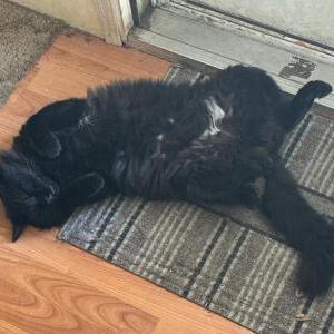 Lost Cat Beans