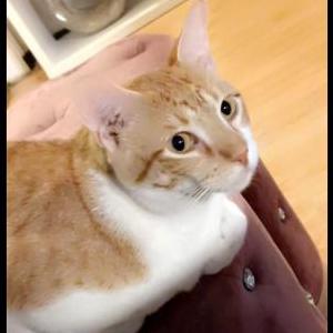 Lost Cat Palang
