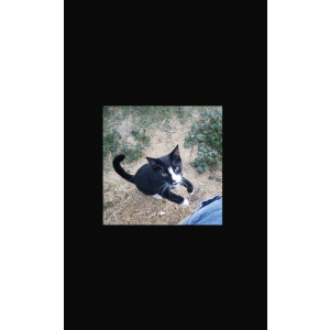 Lost Cat Picasso