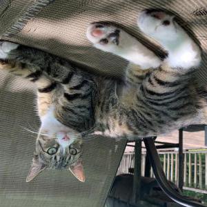 Image of Sallie, Lost Cat