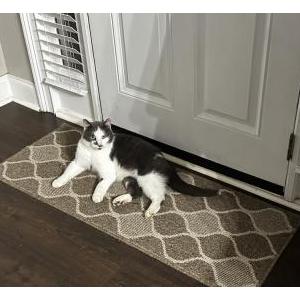 Found Cat Unknown