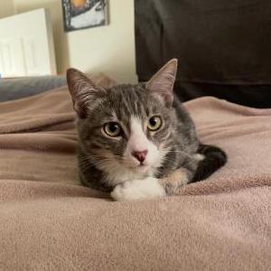 Lost Cat Wally