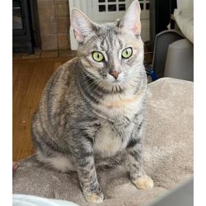 Lost Cat Cleo