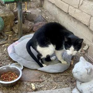 Lost Cat Frutsi