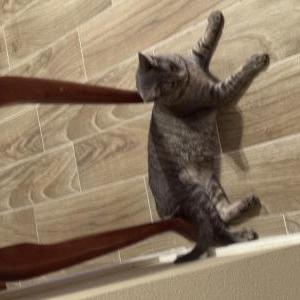 Lost Cat Bean
