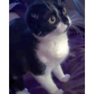 Lost Cat Rosie