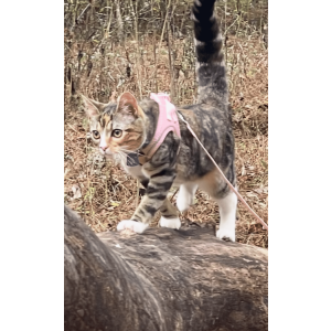 Lost Cat Boots