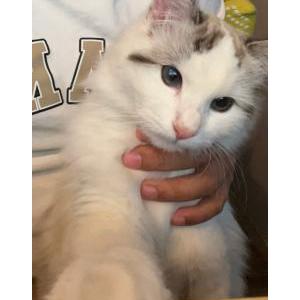 Lost Cat Middle