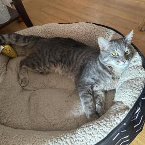 Lost Cat Asmo