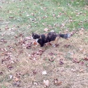 Lost Cat Snooki