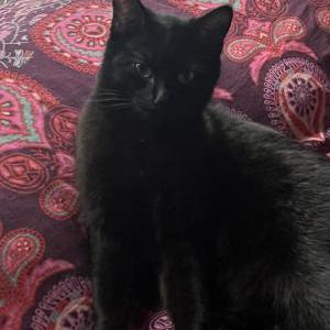 Lost Cat Dinah