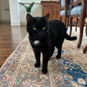 Lost Cat Whiskers
