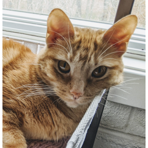 Lost Cat Ollie