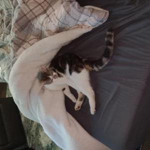 Lost Cat Kit