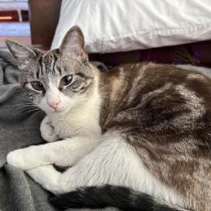Lost Cat Tosha