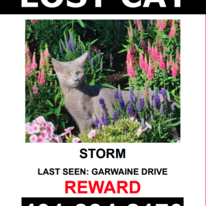 Lost Cat STORM