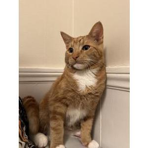 Lost Cat Wuffy