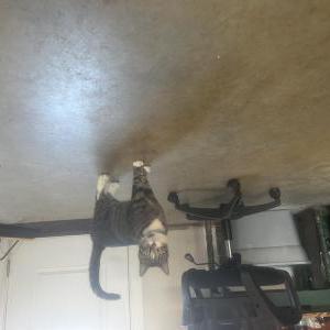Found Cat Unknown