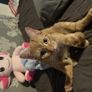 Lost Cat Dibble