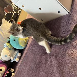Lost Cat sunny
