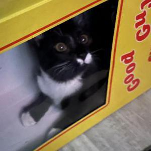 Lost Cat Chucky