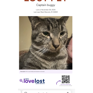 Lost Cat Captain buggy