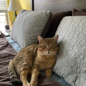 Lost Cat Frodo