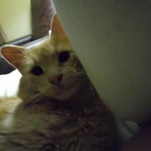 Lost Cat Garfield