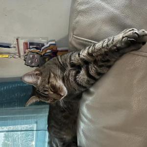 Lost Cat Percy