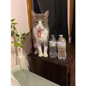 Image of Biggs, Lost Cat
