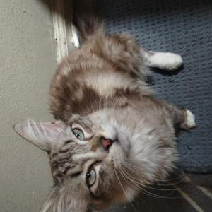 Lost Cat Crumbles