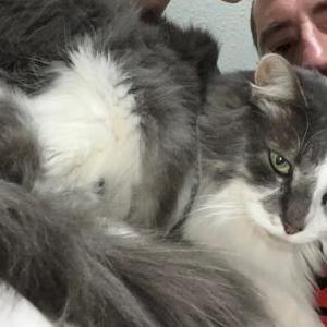 Lost Cat Burnside AKA Bernie