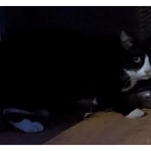 Found Cat Unknown