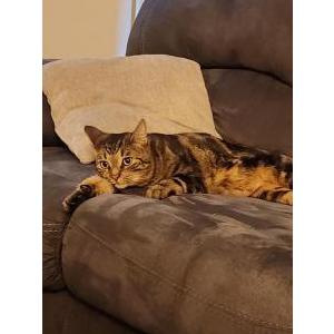 Lost Cat Jeffrey