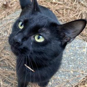 Found Cat Unknown