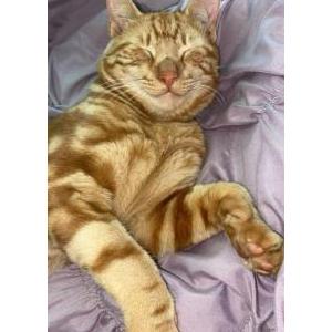Lost Cat Edward