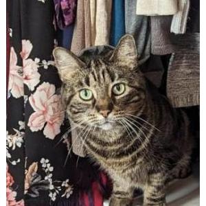 Lost Cat Lulu ( Citrine)