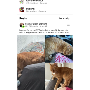 Lost Cat Milo