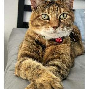Image of Loki, Lost Cat